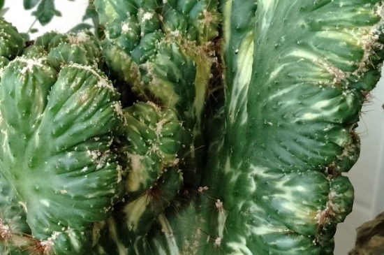 虎头山影的养殖办法和留意事项