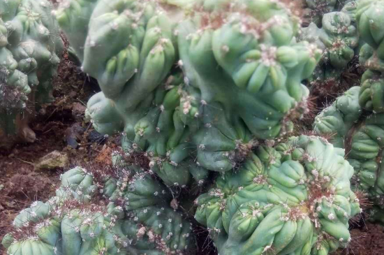 虎头山影的养殖办法和留意事项