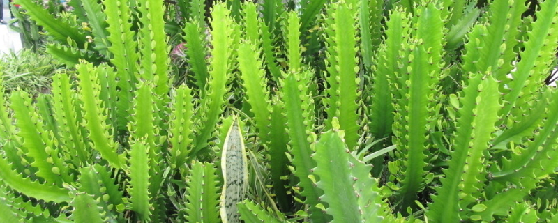 仙人掌夏季可以暴晒吗