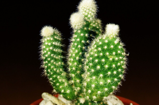 仙人掌夏季可以暴晒吗