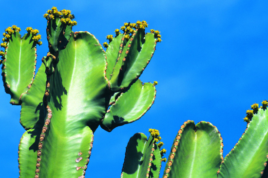 仙人掌夏季可以暴晒吗
