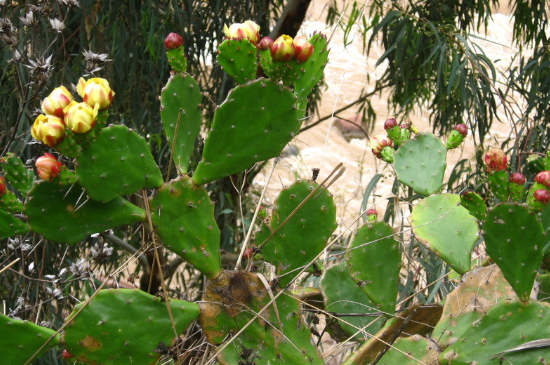 仙人掌夏季可以暴晒吗