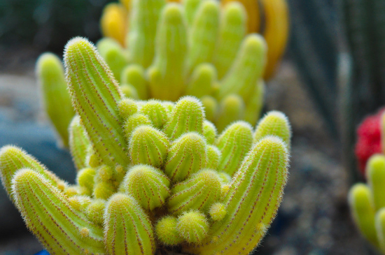 仙人掌介壳虫如何根除