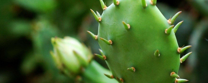 仙人掌上长满了白斑如何处理