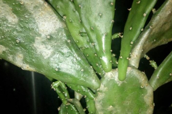 仙人掌上长满了白斑如何处理