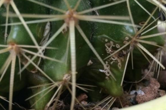 仙人掌上长满了白斑如何处理