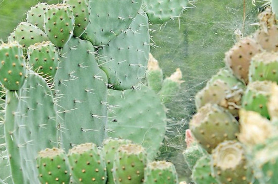 仙人掌上长满了白斑如何处理