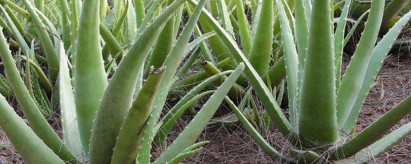 芦荟变成褐色如何处理