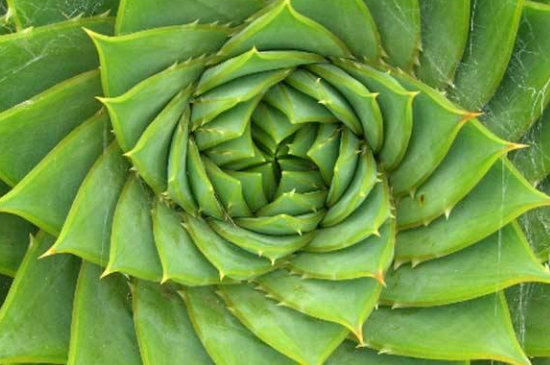 芦荟变成褐色如何处理