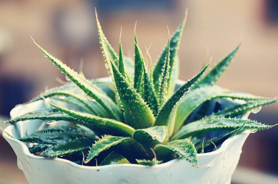 芦荟变成褐色如何处理