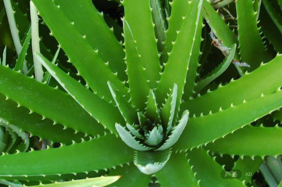 芦荟变成褐色如何处理