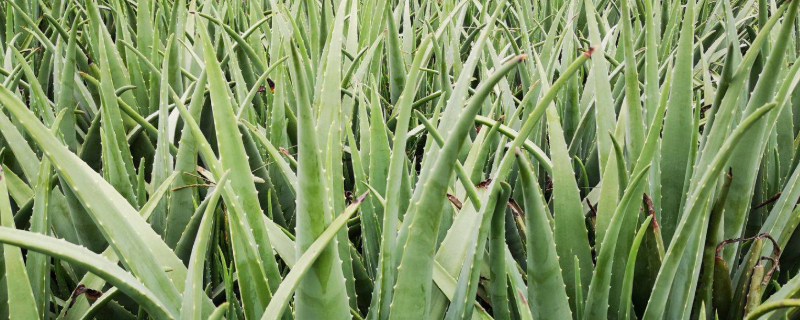 芦荟夏季可以放在室外养吗