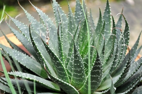 芦荟夏季可以放在室外养吗