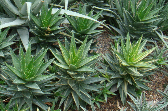 芦荟夏季可以放在室外养吗