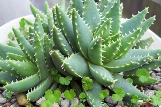 芦荟夏季可以放在室外养吗