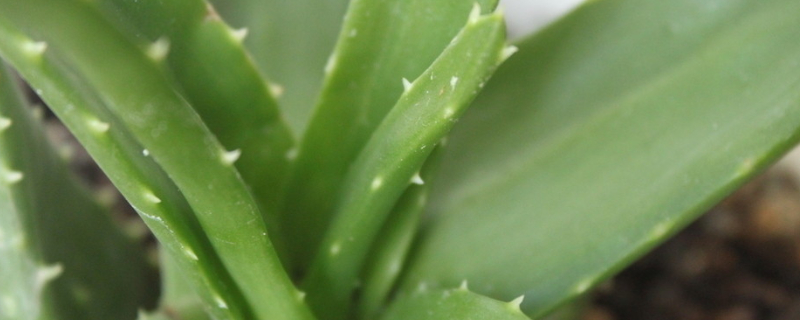 芦荟叶子发黄如何回事