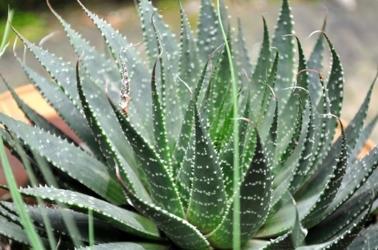 芦荟叶子发黄如何回事