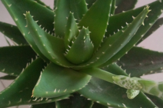 芦荟叶子发黄如何回事