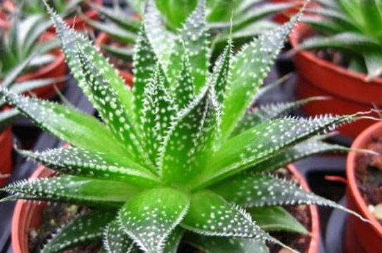 波露的养殖办法及留意事项