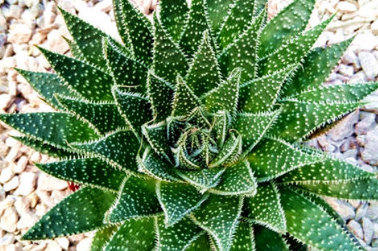 波露的养殖办法及留意事项