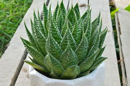 波露的养殖办法及留意事项