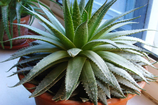 芦荟可以用营养土吗