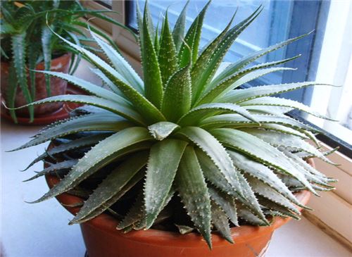 芦荟如何养
