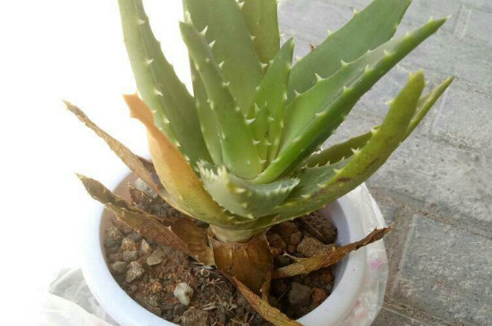 芦荟叶尖发黄干瘪如何办