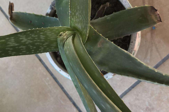 芦荟叶尖发黄干瘪如何办