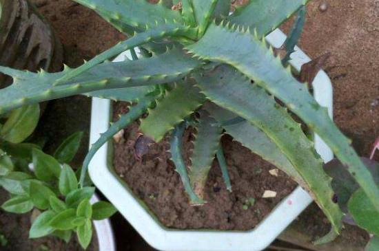 芦荟叶尖发黄干瘪如何办