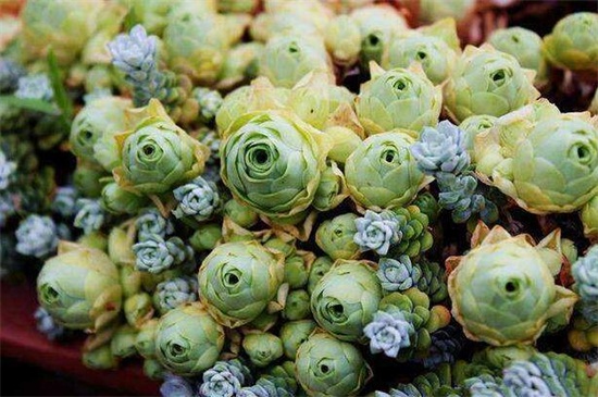 春季种山地玫瑰办法,种子盆土消毒播种繁殖