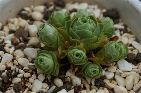 春季种山地玫瑰办法,种子盆土消毒播种繁殖