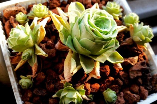 春季种山地玫瑰办法,种子盆土消毒播种繁殖