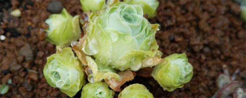 山地玫瑰如何发根