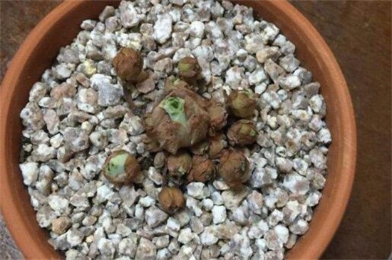 山地玫瑰如何发根