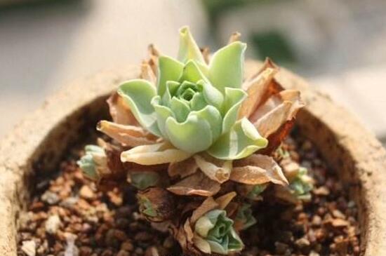 山地玫瑰如何发根