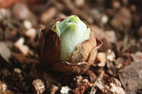 山地玫瑰如何发根