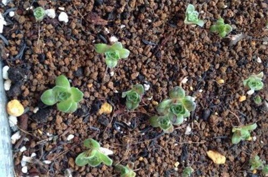 山地玫瑰如何繁殖