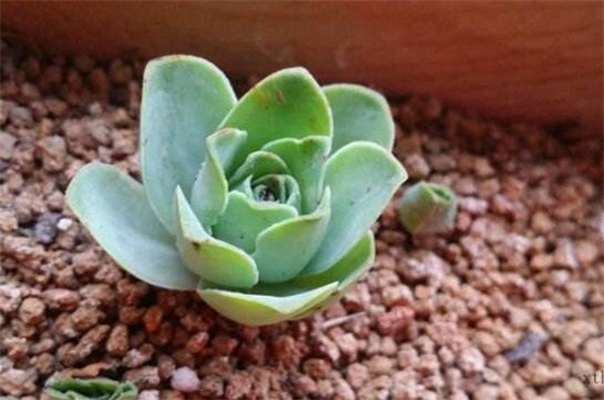 山地玫瑰如何繁殖