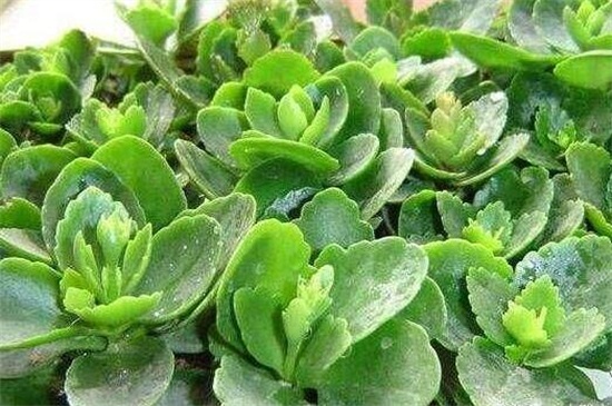 山地玫瑰如何繁殖