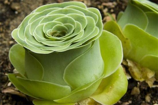 山地玫瑰如何繁殖