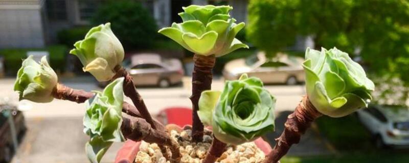 山地玫瑰的种类