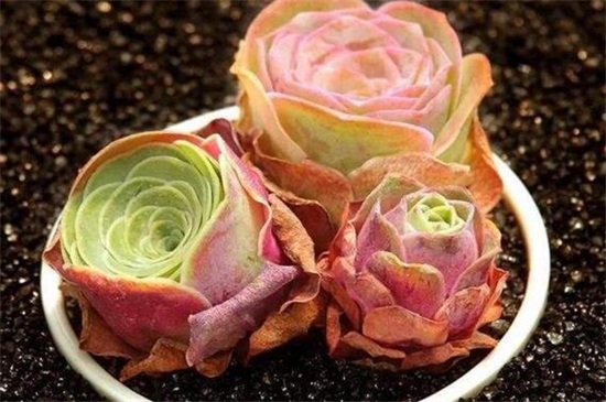 山地玫瑰的种类