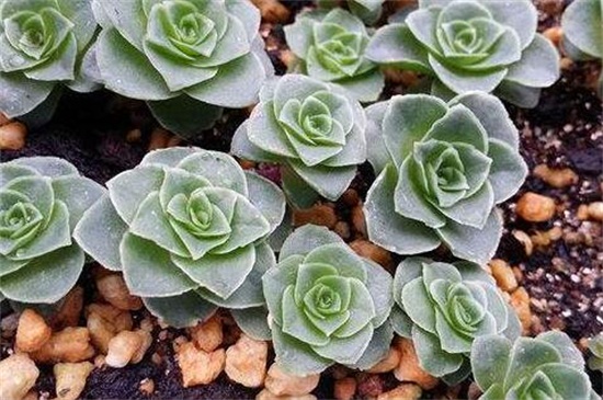 山地玫瑰的种类