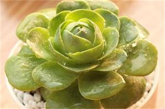 山地玫瑰的种类