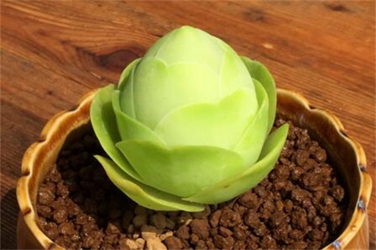 山地玫瑰的种类