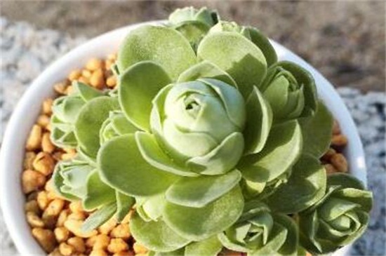 山地玫瑰的种类