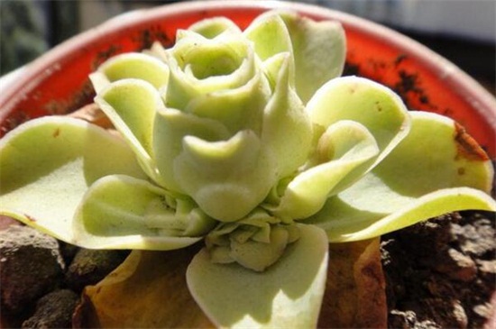 山地玫瑰的种类