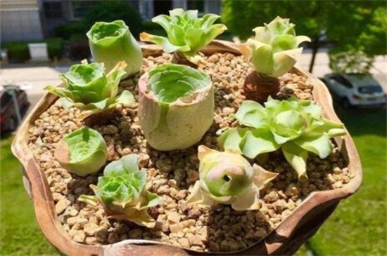 山地玫瑰的种类