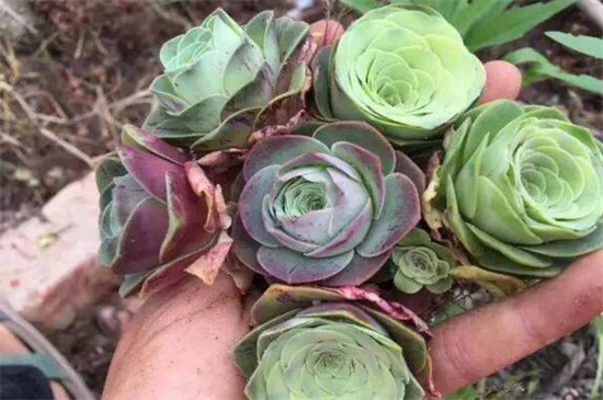 山地玫瑰的种类